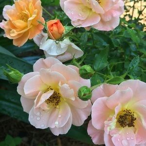 Meet your Posher, Julia